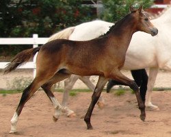 Dressurpferd Fredens Chadwick (Deutsches Reitpony, 2014, von Caramel FH WE)