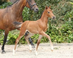 Pferd Sietlands Gimli (Deutsches Reitpony, 2014, von Greylight)