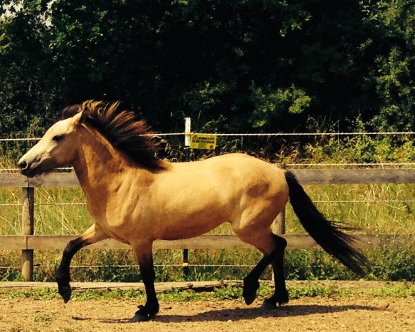 Pferd Fantasía vom Scharmerhof (Islandpferd, 2012, von Bekan frá Kolsholti 2)