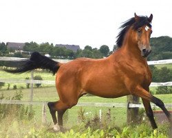 stallion Nuredin ox (Arabian thoroughbred, 1998, from Fardos Moussah ox)