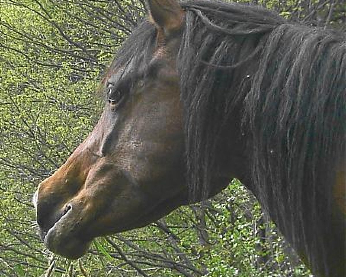 broodmare Koheylah Bint Samra 2002 ox (Arabian purebred, 2002, from Kheil ox)