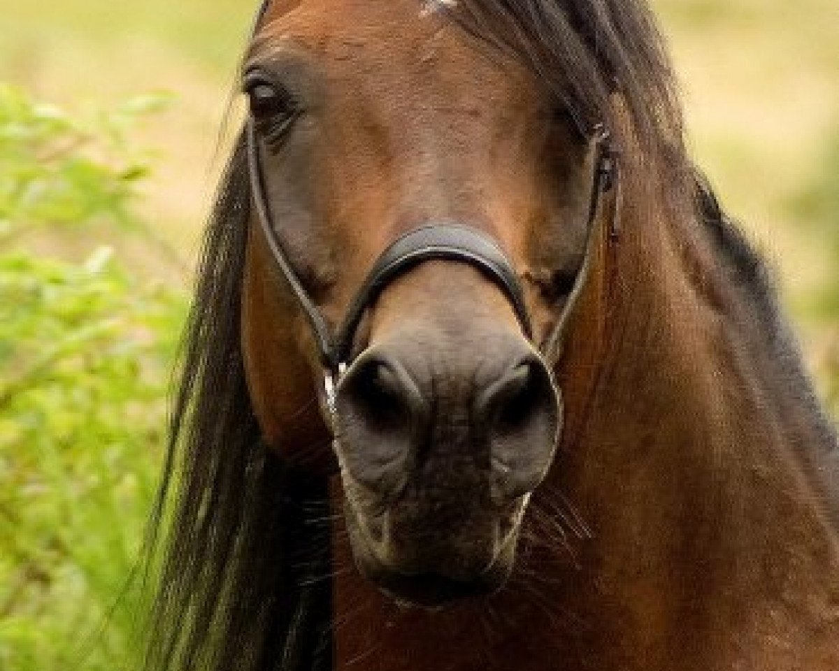 stallion Kheil ox (Arabian purebred, 1989, from Ibn Koran ox)