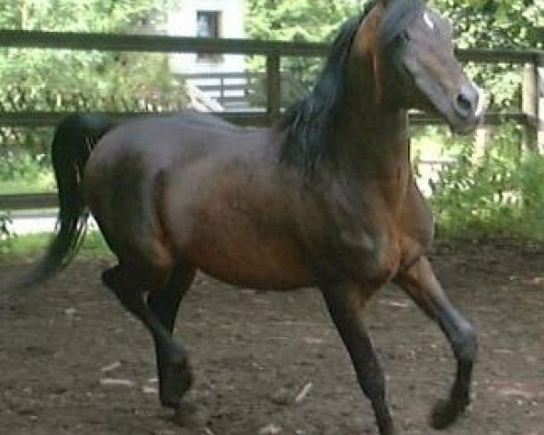 stallion Fardos Moussah ox (Arabian thoroughbred, 1985, from Mohafez 1976 EAO)