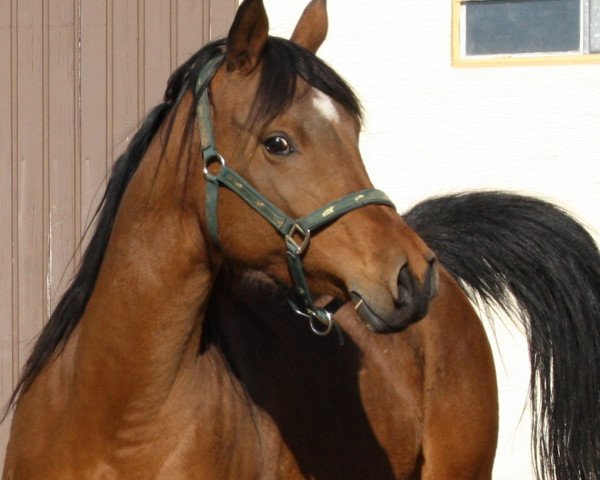 broodmare Mena Bint Farras ox (Arabian thoroughbred, 2003, from Abu Farras ox)