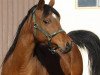 broodmare Mena Bint Farras ox (Arabian thoroughbred, 2003, from Abu Farras ox)