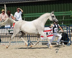 broodmare Pribaltika ox (Arabian thoroughbred, 1999, from Balaton 1982 ox)