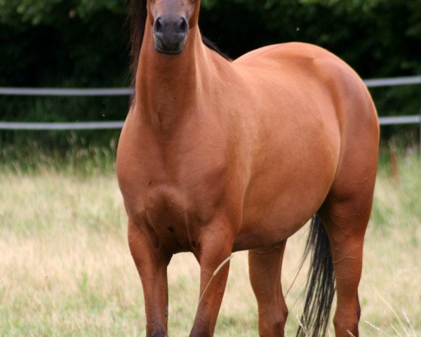 broodmare HF KARAGANDA ox (Arabian thoroughbred, 2005, from Kamerton)