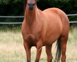 broodmare HF KARAGANDA ox (Arabian thoroughbred, 2005, from Kamerton)