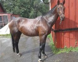 broodmare Paolaw (Westphalian, 1991, from Granat)