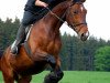 dressage horse Pericless (Bavarian, 1998, from Poeme)