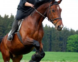 dressage horse Pericless (Bavarian, 1998, from Poeme)