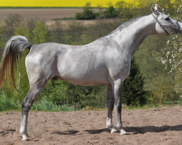 Pferd Prinik Kossack ox (Vollblutaraber, 2007, von Aranik Kossack ox)