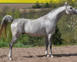 horse Prinik Kossack ox (Arabian thoroughbred, 2007, from Aranik Kossack ox)