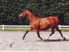 broodmare Arabella ox (Arabian thoroughbred, 1995, from Balaton 1982 ox)