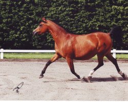 broodmare Arabella ox (Arabian thoroughbred, 1995, from Balaton 1982 ox)