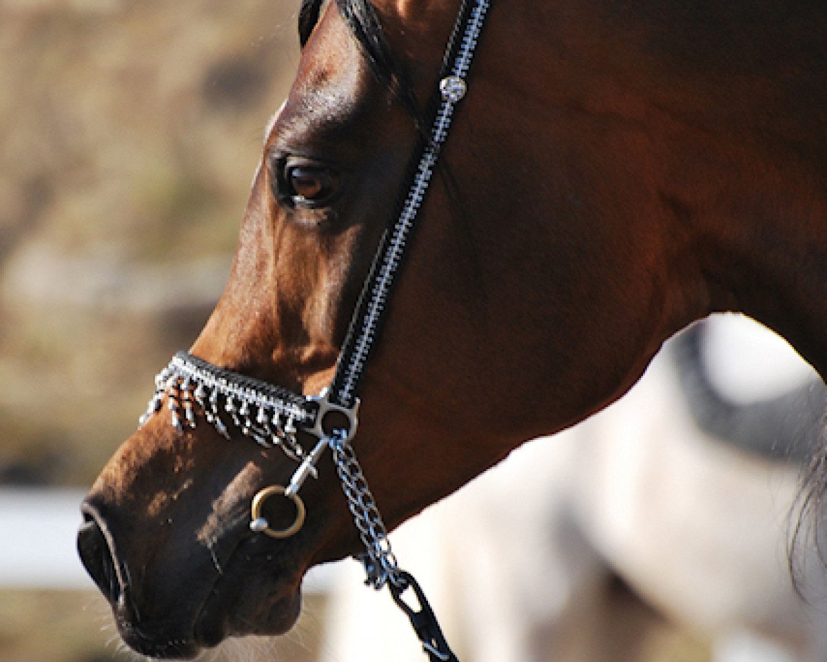 stallion Aranik Kossack ox (Arabian purebred, 2001, from Nikel 1986 ox)