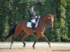 dressage horse Dimension 11 (Hanoverian, 2008, from Damsey FRH)