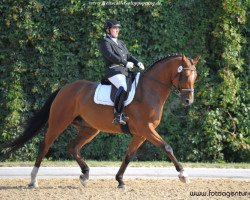 dressage horse Dimension 11 (Hanoverian, 2008, from Damsey FRH)