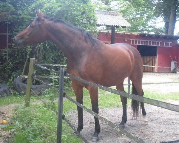 dressage horse Antares (Trakehner, 2011, from Singolo)