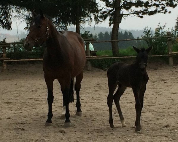 broodmare Schöne Melodie (Trakehner, 2008, from Herzruf)