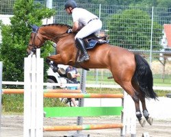 Springpferd Hamilton GZ (Belgisches Warmblut, 2007, von Bentley van de Heffinck)