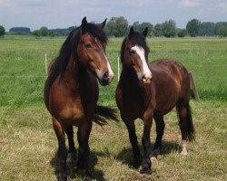 horse braune Welsh Cob Wallache (Welsh-Cob (Sek. D), 2006, from Esceifiog Boio)