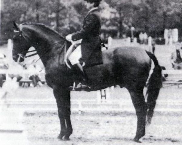 Pferd Damian (Trakehner, 1973, von Sekwestr x 6754 POL)