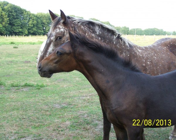 broodmare Taimah (Knabstrupper, 2013, from Thunderking of Mountain)