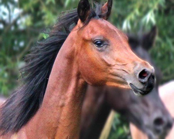 stallion Jawaad ox (Arabian thoroughbred, 2013, from Black Astir ox)