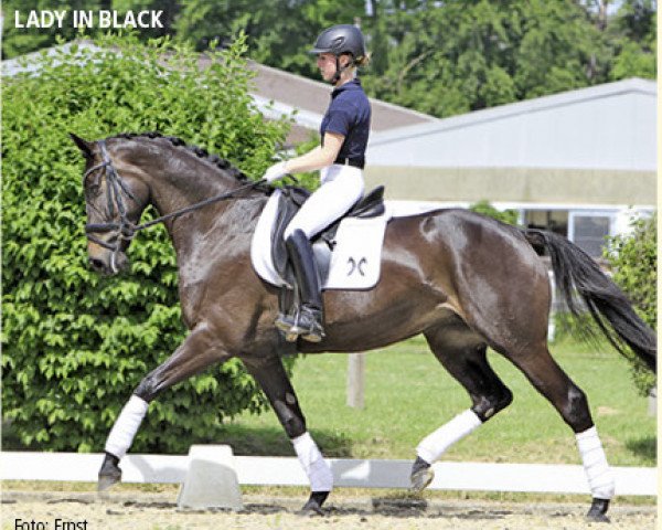 broodmare Lady in Black (Hanoverian, 2009, from Lauries Crusador xx)