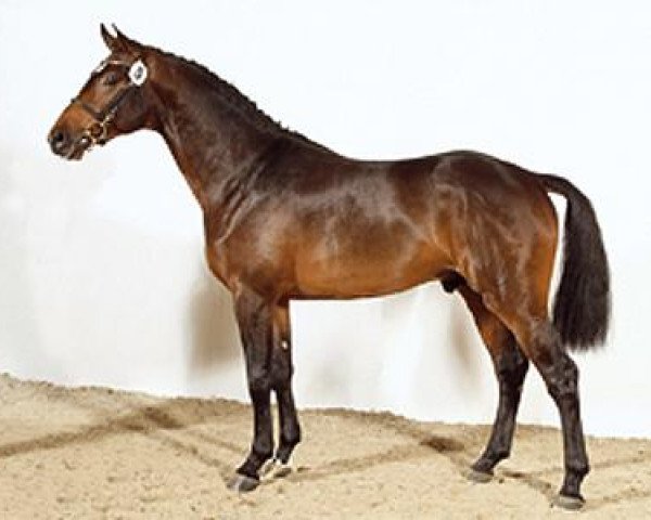 stallion Acocerto (Holsteiner, 2005, from Acodetto I)