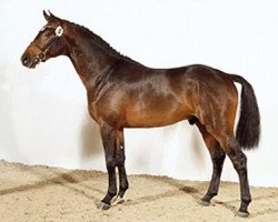 stallion Acocerto (Holsteiner, 2005, from Acodetto I)