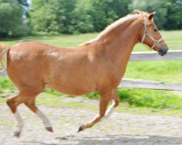 Dressurpferd Jolly Jumper (Deutsches Reitpony, 1997, von Jubilar)