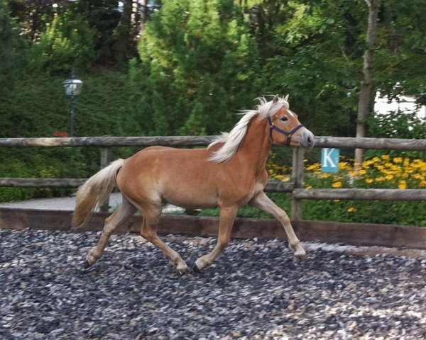 Pferd Vreni (urspr. Violetta) (Haflinger, 2013)