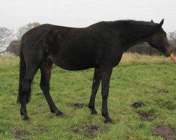 broodmare Original Cor (Holsteiner, 1999, from Corrado I)