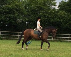 jumper Sirius A (Hanoverian, 2011, from Stolzenberg)