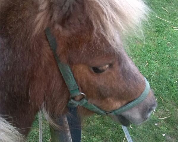 horse Heidi (Shetland Pony, 2002, from Holmer)