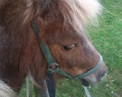 Pferd Heidi (Shetland Pony, 2002, von Holmer)