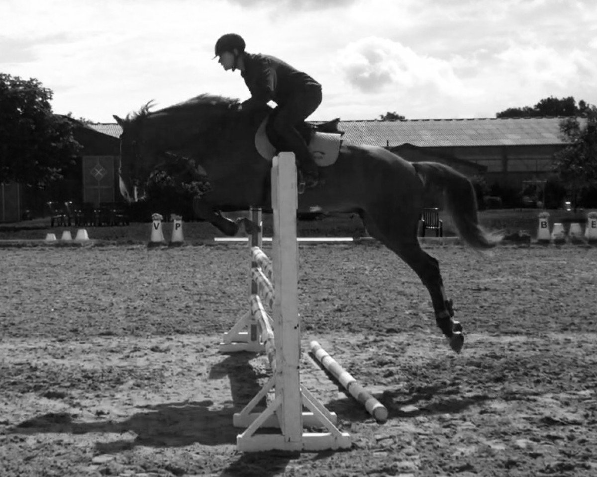 jumper Balcatraz (Hessian Warmblood, 2004, from Balou du Rouet)