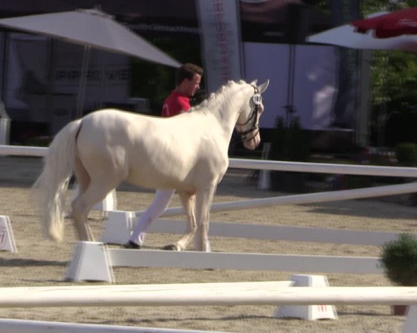 52. Westfälische Eliteschau - Reitponystuten