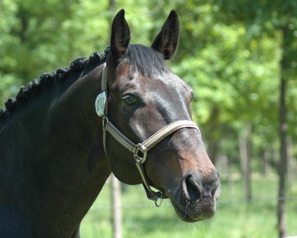 horse Calvador (Sachse, 2000, from Campari M)