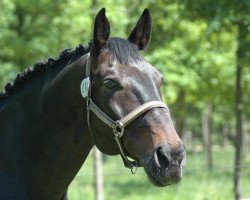 horse Calvador (Sachse, 2000, from Campari M)