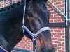 dressage horse Highlander 82 (Hanoverian, 2005, from His Highness)