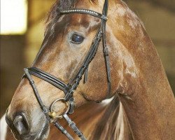 dressage horse Danny Boy OLD (Oldenburg, 2002, from Danny Wilde)