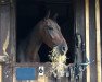 dressage horse Antonio 123 (Hanoverian, 2006, from Argentinus)