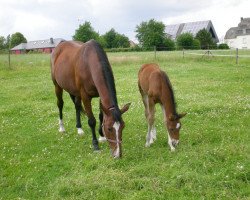 broodmare Pivoine de Reve 2 (Belgian Warmblood, 1992, from Sioux de Baugy)