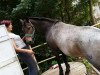 dressage horse Pepe (Welsh-Cob (Sek. D), 2002, from Pandur)