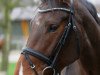 dressage horse Frieda-Leona (Westphalian, 2008, from Fanconi 2)