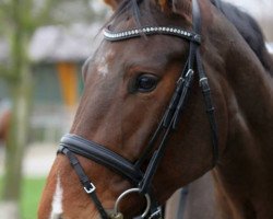 dressage horse Frieda-Leona (Westphalian, 2008, from Fanconi 2)