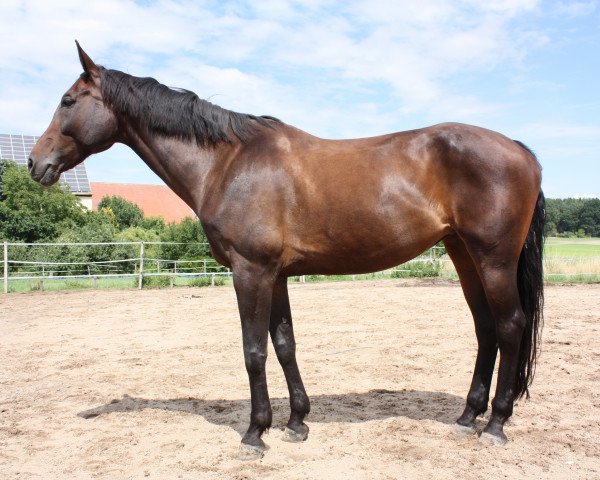 dressage horse Rosso di Pina (Bavarian, 2000, from Rosso di Sera)